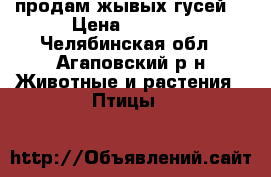 продам жывых гусей  › Цена ­ 1 300 - Челябинская обл., Агаповский р-н Животные и растения » Птицы   